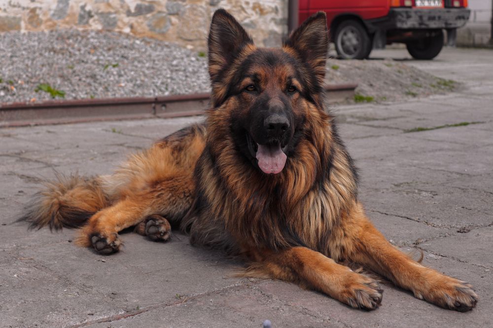 A large German Shepherd dog lounging